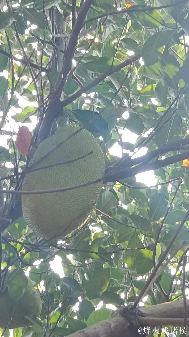 菠萝菠萝蜜高清视频在线播放平台