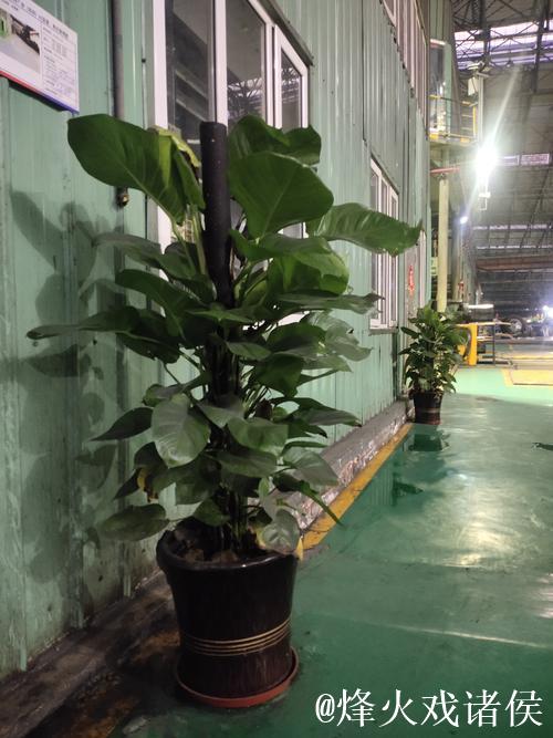 探索绿菠萝视频的神秘世界:揭开新媒体潮流的帷幕 探索绿菠萝视频的神秘世界:揭开新媒体潮流的帷幕