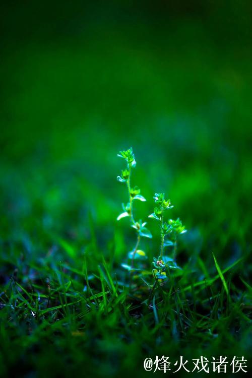 青青青草的诗意绽放 青青青草的诗意绽放